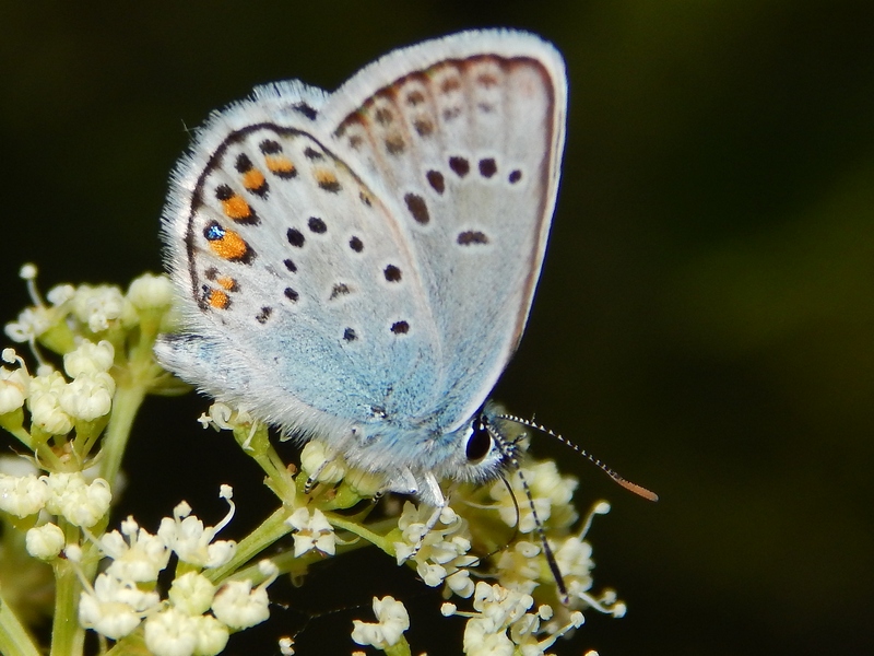 Plebejus argus?